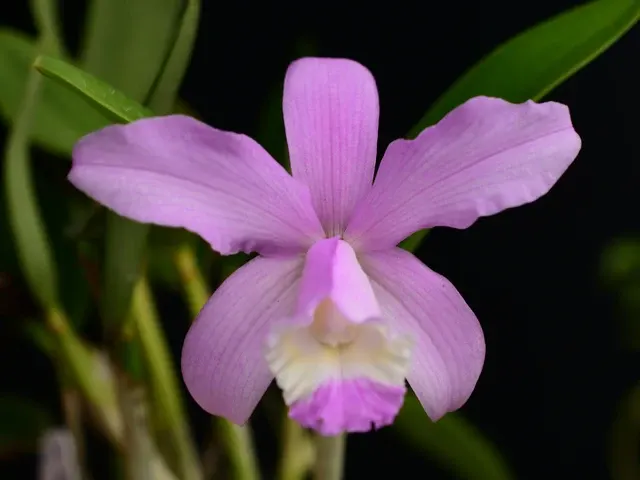 Cattleya intermedia 'Aquimii'