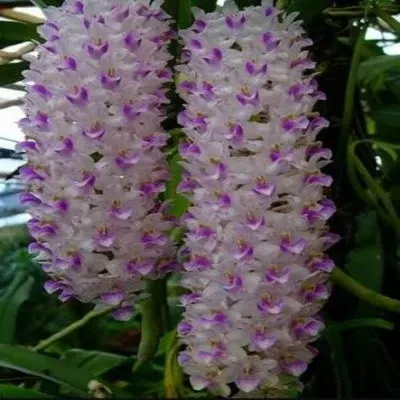 Rhyncostylis retusa sp (Rhynchostylis)