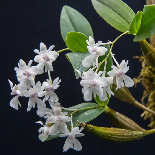 Dendrobium aberrans sp (Dendrobium)