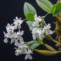 Dendrobium aberrans sp.