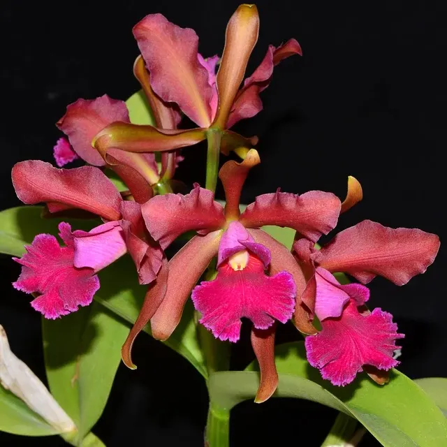 Cattleya Chamberlainiana (Cattleya)