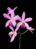 Catyclia Amelie