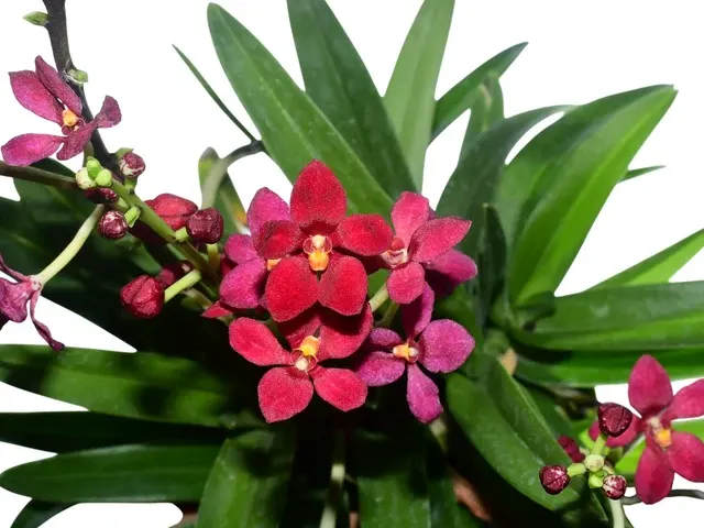 Sarcochilus Cholita Cuencana