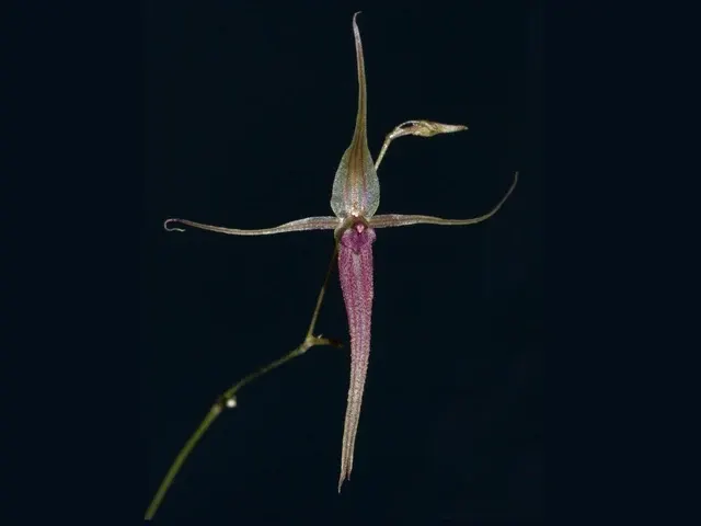 Andinia schizopogon (Andinia)
