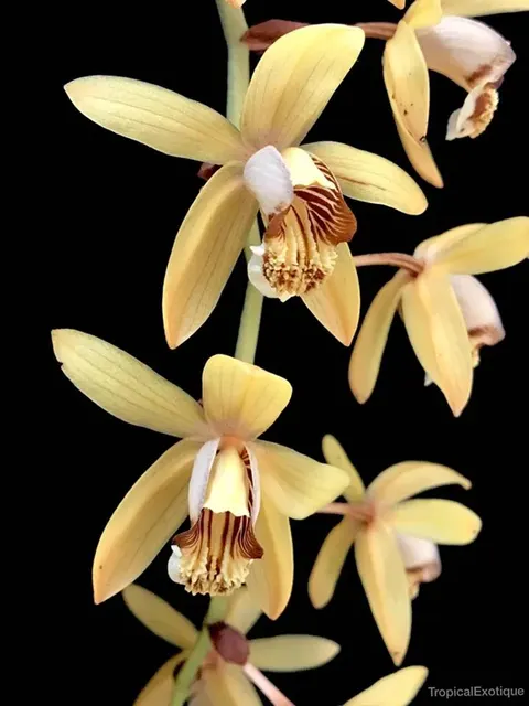Coelogyne Tomentosa In Spike Now