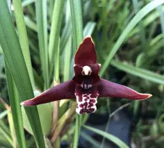 Maxillaria houteana (Maxillaria)