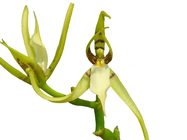 Brassia jipijapensis (Brassia)