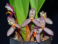 Maxillaria richii