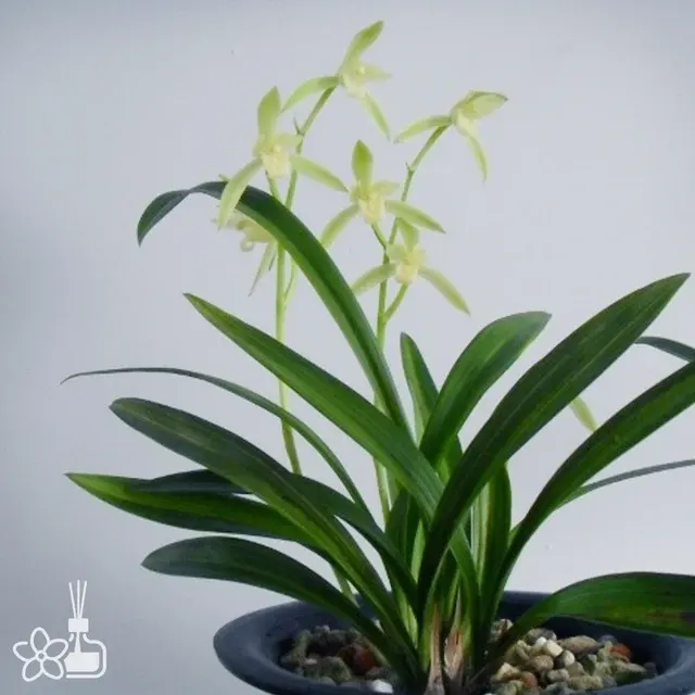 Cymbidium ensifolium 'Su Xin Bai Hua'
