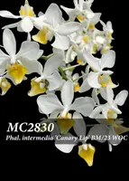 Phal. intermedia 'Canary Lip BM/23 WOC , Note: Premium with 1-2 spikes as 1/19/2024 '