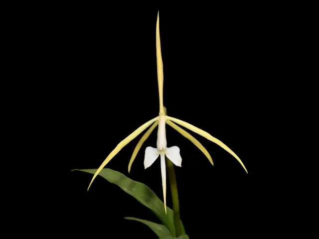Epidendrum macroophorum (Epidendrum)