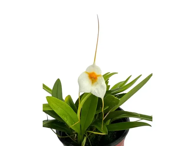 Masdevallia Night Shade (Masdevallia)
