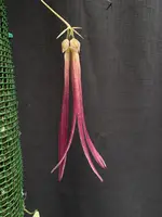 Bulbophyllum plumatum