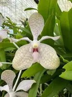 Vanda Ariyana