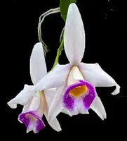 Laelia praestans 'Labios de Fascinacion' 2" rose pot mericlone NFS