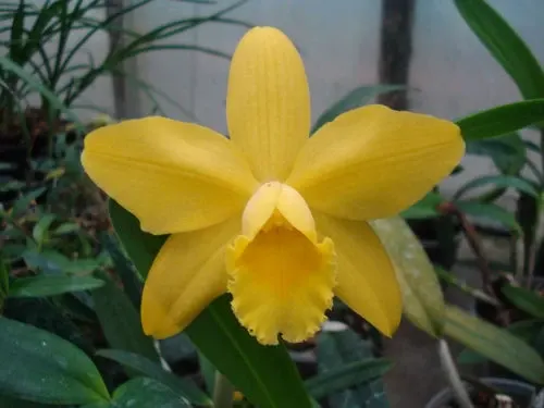 Cattleya Luteous Forb
