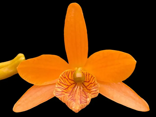 Dendrobium unicum 'Fireworks' × Stardust 'Firebird'