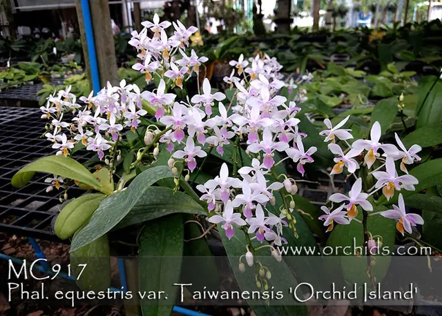 Phalaenopsis equestris var 'Orchid Island , Note : Keiki From The Mother Plants. Limited' (Phalaenopsis)