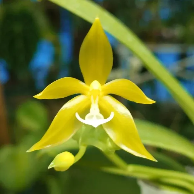 Phalaenopsis pantherina 'YL' (Phalaenopsis)