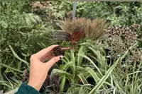 Ludisia Discolor Jewel Orchid 2 Exact Live Starter Plants – 2-Inch Pot Size