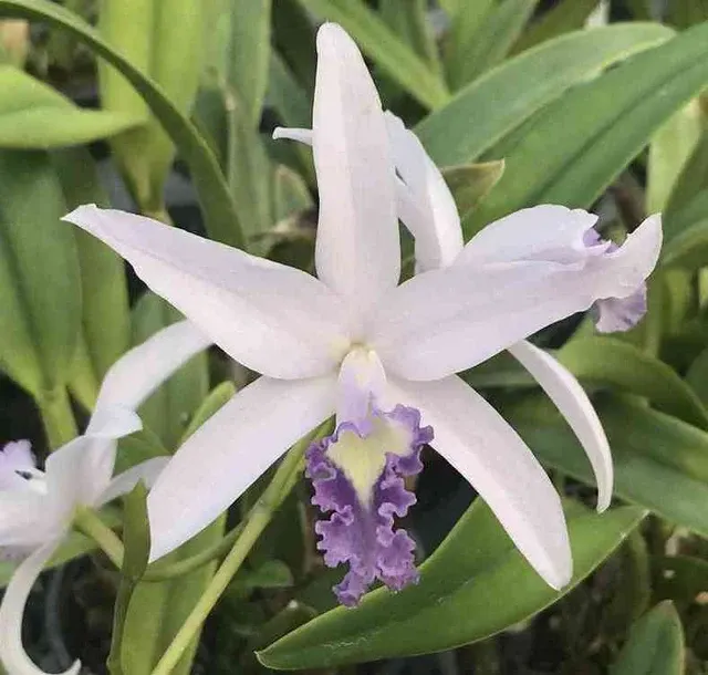 Laeliocattleya Rock Ruby (Laeliocattleya)
