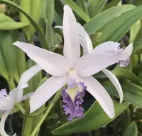 Laeliocattleya Rock Ruby