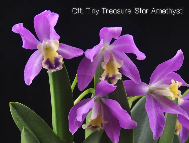 Cattlianthe Tiny Treasure 'Star Amethyst' (Cattlianthe)