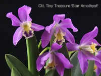 Ctt. Tiny Treasure 'Star Amethyst' (M512) (Hybrid) Ctt.=Cattlianthe