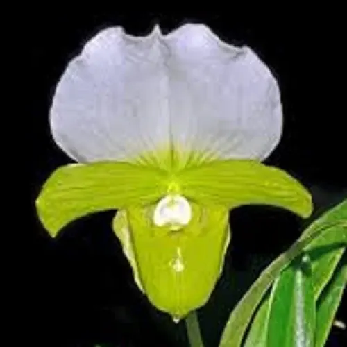Paphiopedilum charlesworthii var alba (Paphiopedilum)
