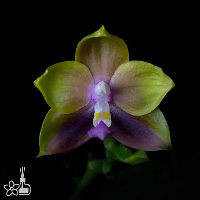Phalaenopsis Mituo Princess