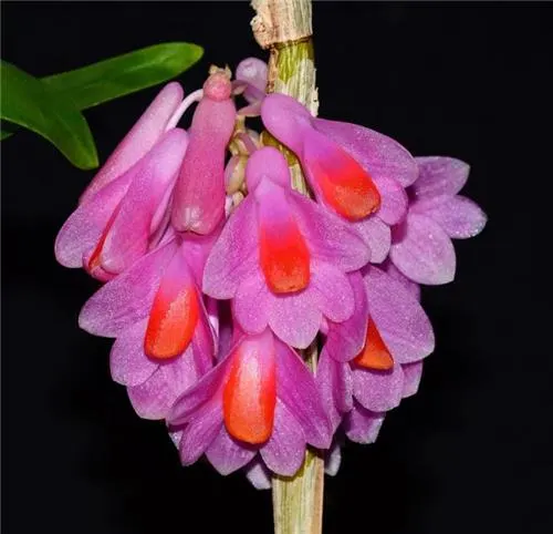 Dendrobium pseudoglomeratum