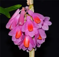 Dendrobium pseudoglomeratum