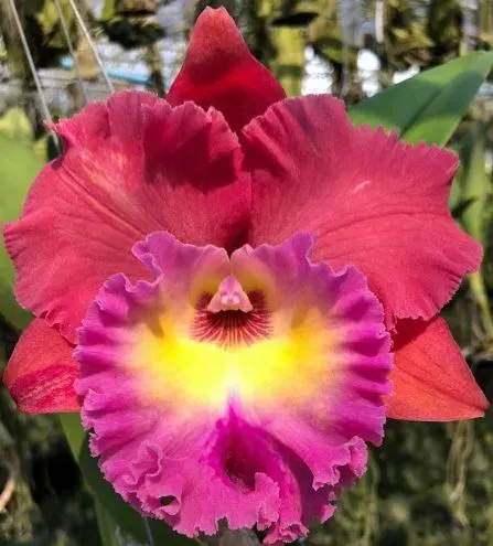Rhyncholaeliocattleya Siam Magic MC '#2'