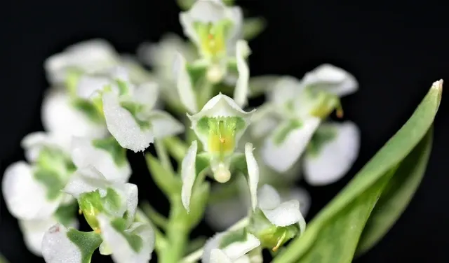 Ornithocephalus gladiatus (Ornithocephalus)
