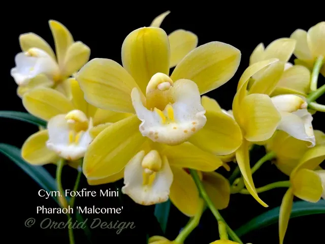 Cymbidium Foxfire Mini Pharaoh 'Malcome' (Cymbidium)
