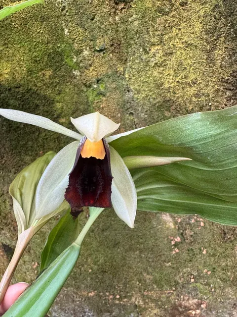 Coelogyne xyrekes x usitana (Coelogyne)