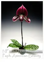 Paph. American Beauty 'Note : very attractive vini color foliage ' (Black Rook 'Grace' B/CSA x Black Buddha 'Ontario' HCC/AOS)
