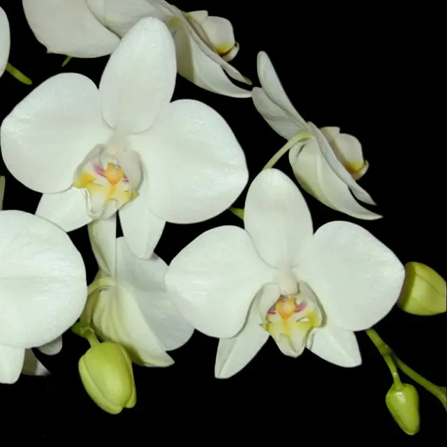 Phalaenopsis aphrodite 'formosana'
