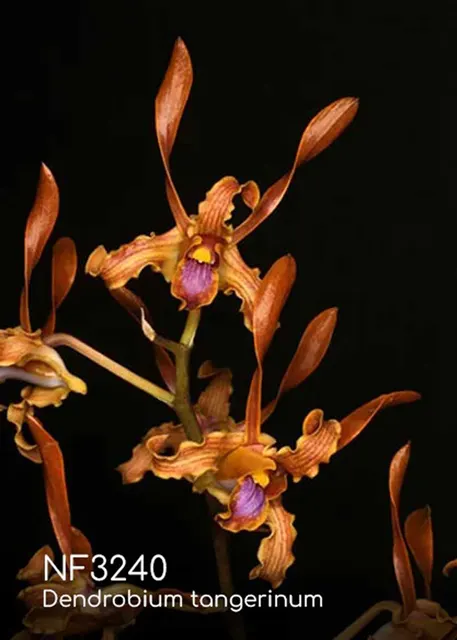 Dendrobium tangerinum ',note: Heat Tolerance' (Dendrobium)