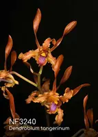 Dendrobium tangerinum ',note: Heat Tolerance '