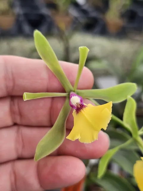 Epicattleya Rene Marques 'Tyler' (Epicattleya)