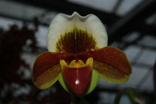 Paphiopedilum HABUR 'Comet'