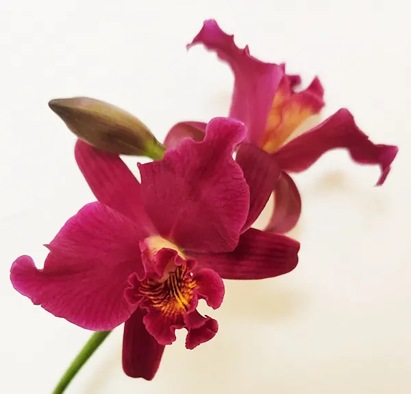 Laeliocattleya Hsin Buu Lady 'Y.T.' (Laeliocattleya)