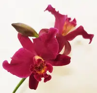 Lc. Hsin Buu Lady 'Y.T. '(L.anceps x C.Wendy's Valentine) (M215Y) (Hybrid) Lc.=Laeliocattleya / L.=Laelia