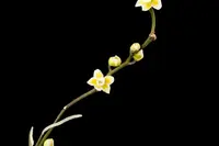 Chiloschista Viridiflava Orchid Plant | Unique Leafless Growth | Fragrant Yellowish-Green Flowers | Exotic Southeast Asian Orchid