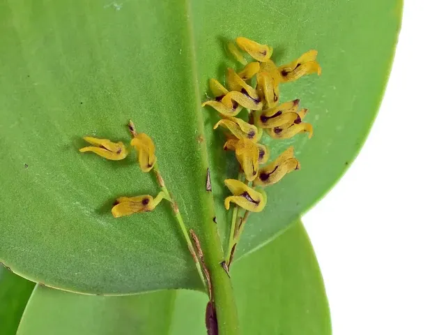 Stelis imraei (Stelis)