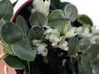Dendrobium leucocyanum