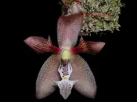 Houlletia tigrina