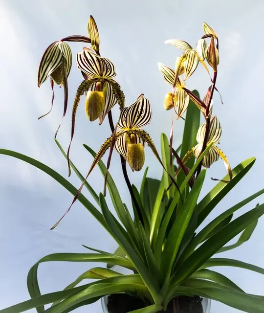 Paphiopedilum Glanduliferum X Paph. Saint Swithin