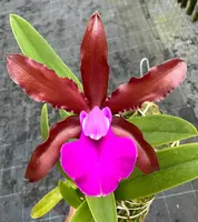 Laeliocattleya Bela Lugosi — Potted